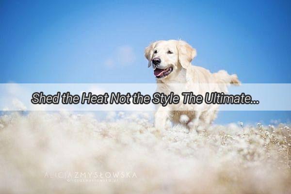 Shed the Heat Not the Style The Ultimate Pet Grooming Lubricant for a Flawless Fur Trim